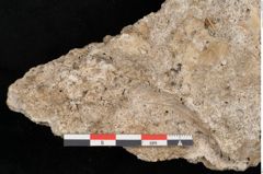 Foto (Detailansicht) von Acer pseudoplatanus L. (NHMW-GEO-2024-0188-11377)